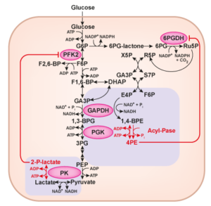 glycolysis_side_product_accumulation