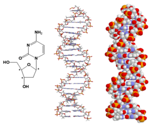 DNA, stereojenik merkez