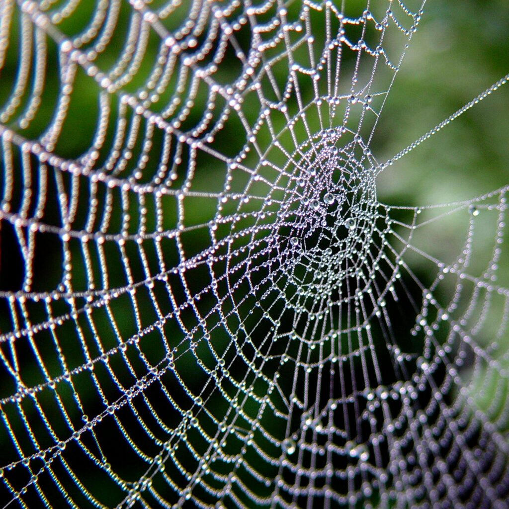 spider, spider web, web, spiders