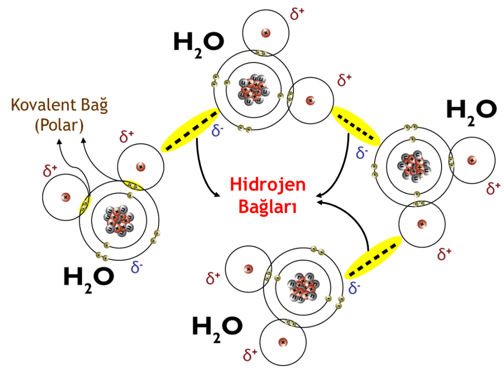Su molekülleri arasında meydana gelen Hidrojen bağları