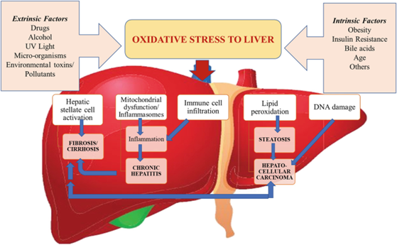 oxidative stress in liver