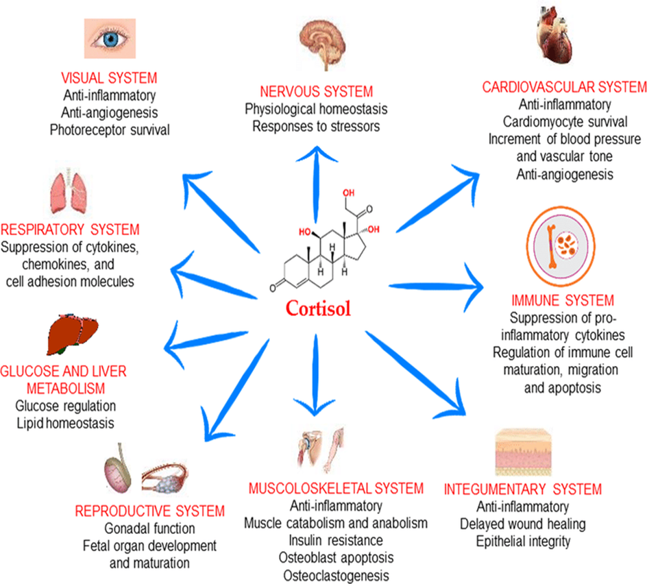cortisol, hormones in control of metabolism, kortizol, metabolizma, metabolizmanın kontrolünde hormonlar