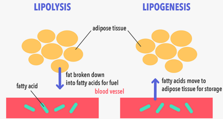 adipose tissue difference of lipolysis and lipogenesis