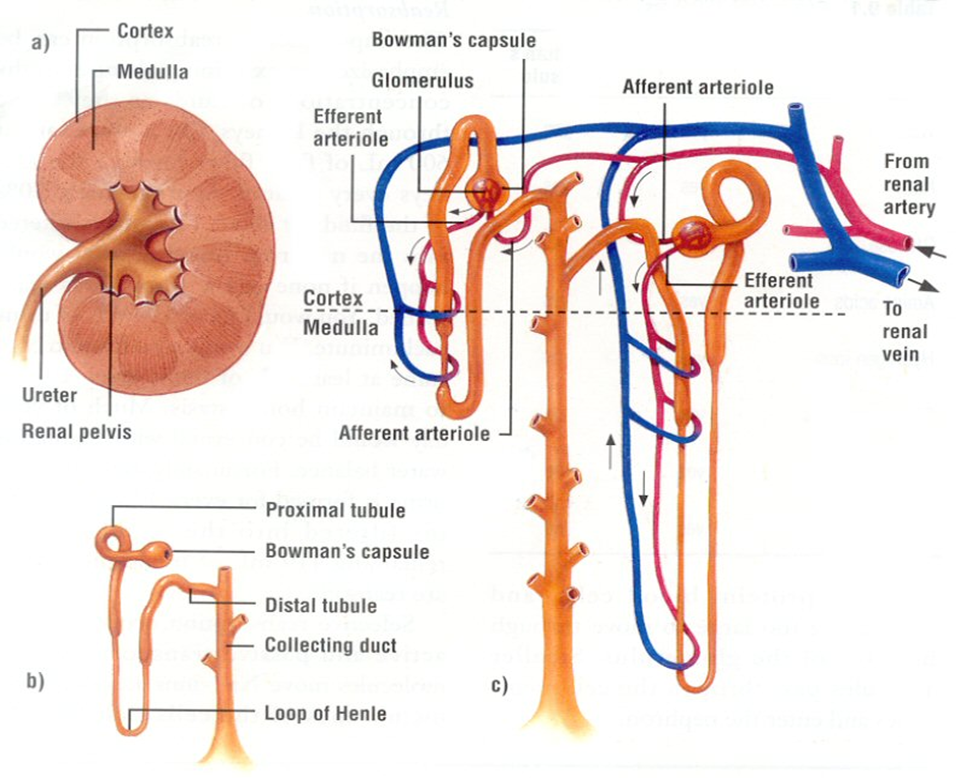 The nephron unit of kidney