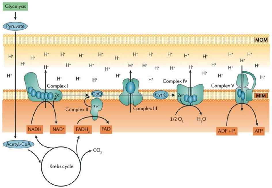 oxidative phosphorylation, electron transport chain