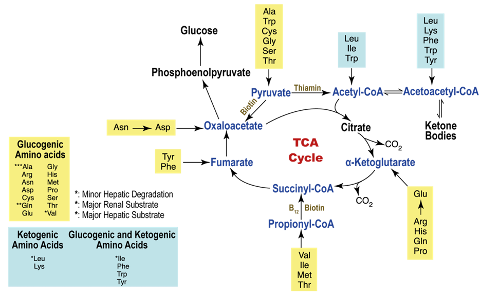 amino acids, krebs cycle